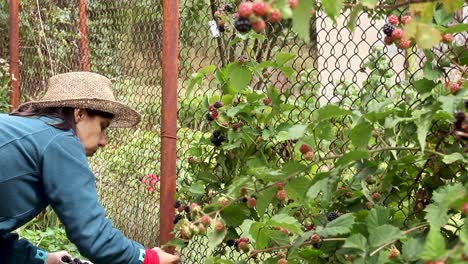 woman in straw hat picking berries in garden and eating some, medium shot