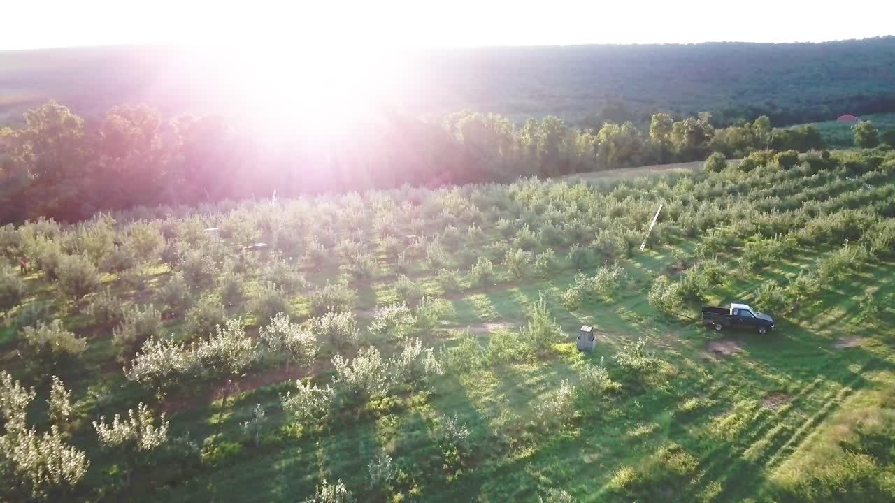 과수원 의 공중 에서 볼 수 있는 모습