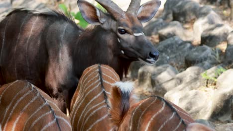 nyala antelopes interacting in a forest setting