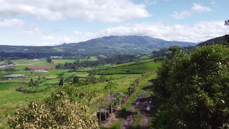 Aerial-Drone-Flyover-Dairy-Cows-At-Pasture-On-Green-Wooded-Foothills-of-the-Pasochoa-volcano,-Puichig,-Machachi-valley,-Canton-Mejia,-Pichincha-Province,-Ecuador