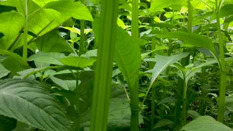 moving camera through some large plants