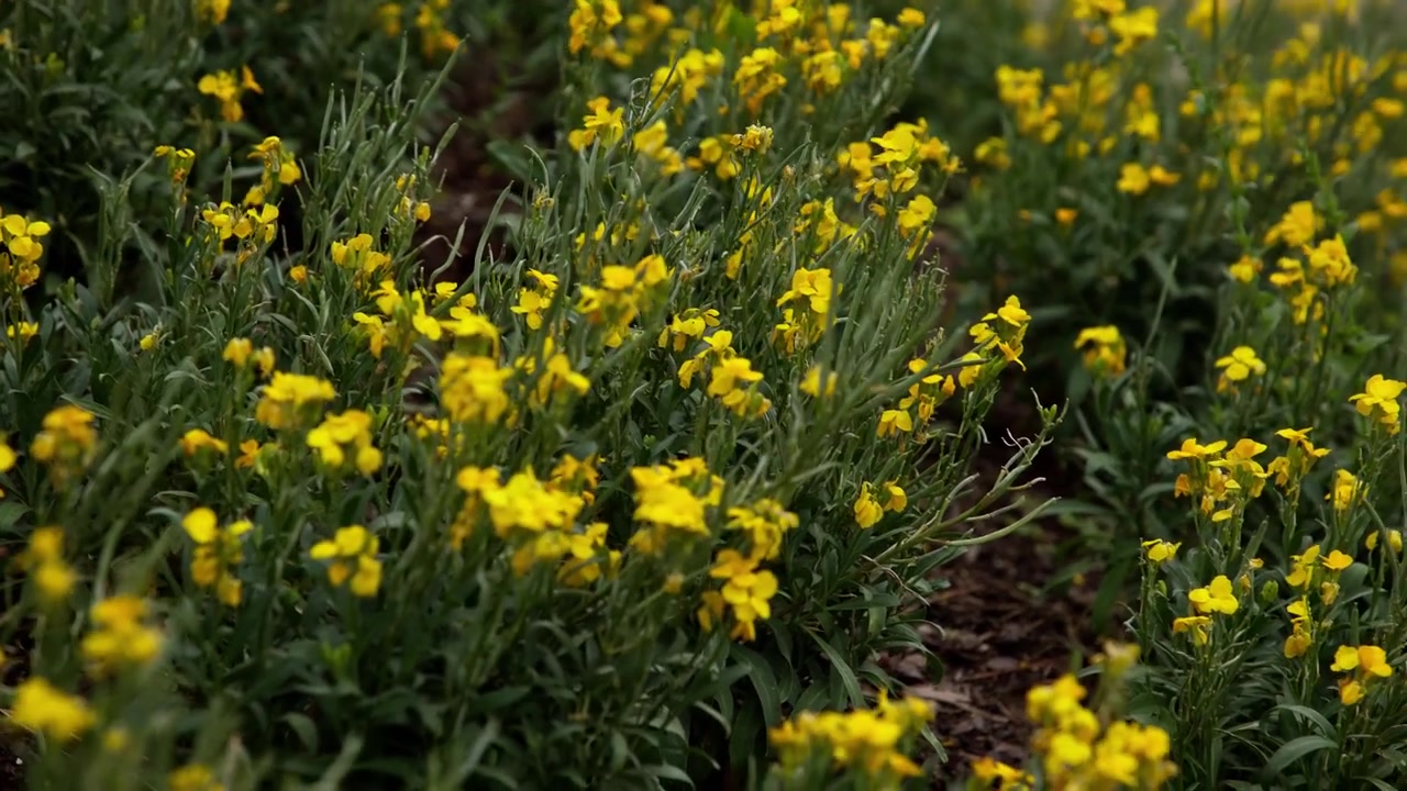 Bright yellow flowers on a garden pathway
