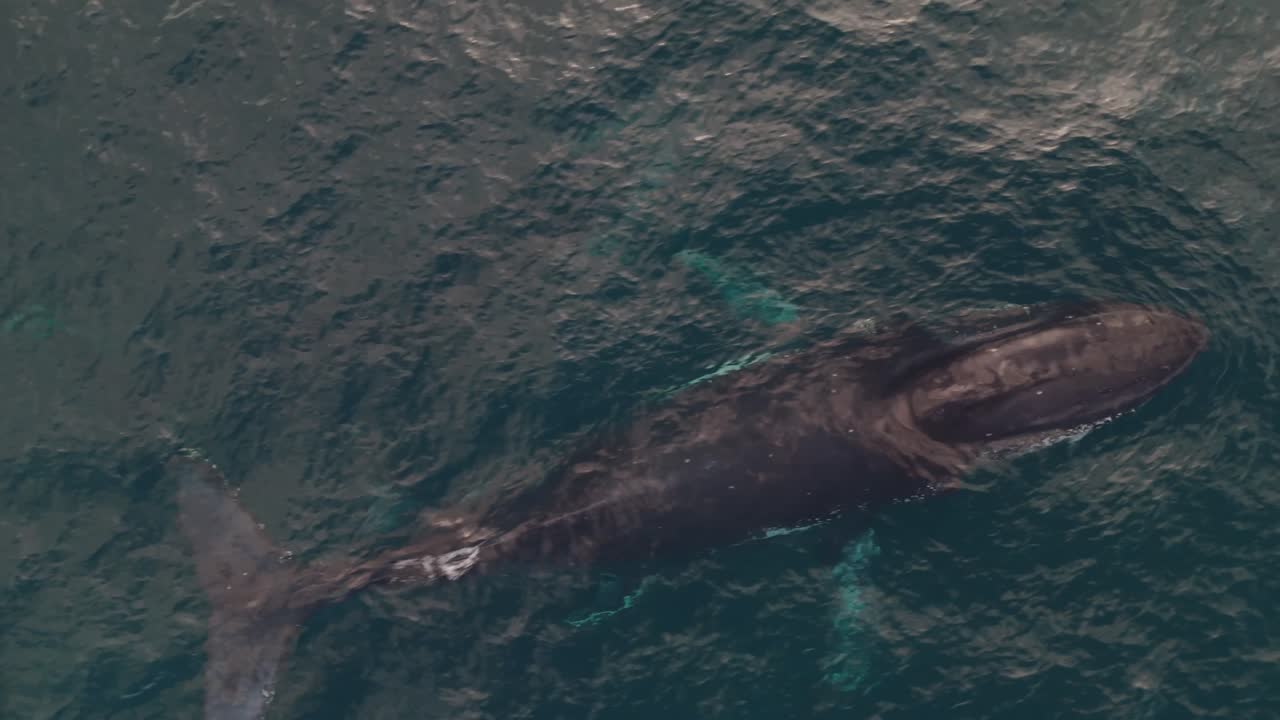 Stunning top-down aerial footage of a massive humpback whale and calf surfacing, releasing powerful water spouts in the open ocean.