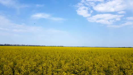 blooming yellow rapeseed field with blue cloudless sky.