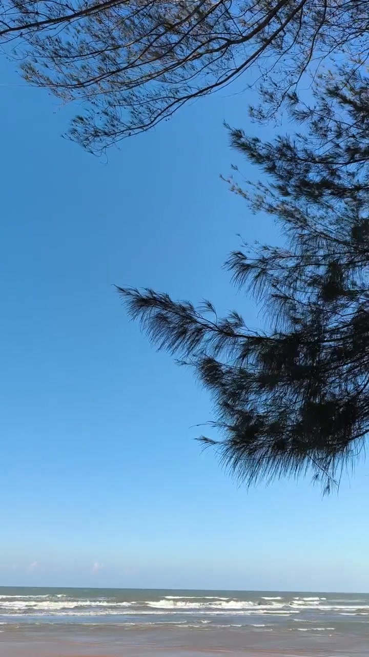 Rami di pino che ondeggiano su spiaggia tropicale