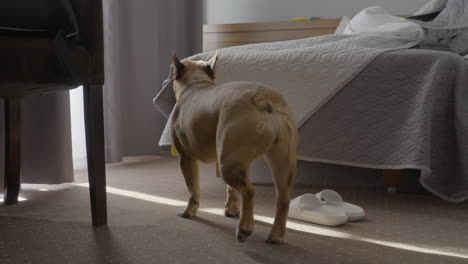 French-Bulldog,-with-its-distinctive-bat-like-ears-and-compact,-muscular-frame,-gracefully-walks-through-cozy-home