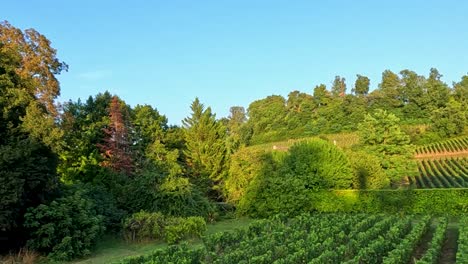 cropped video showcasing the entrance sign to saint-émilion and lush vineyard landscapes.
