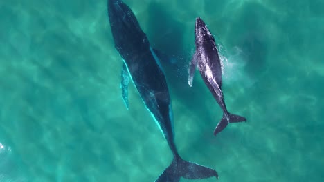 Aerial-view-of-a-mother-and-baby-humpback-whale-swimming-together-in-calm-blue-ocean-water,-humpback-whales-spray-water-from-blowhole