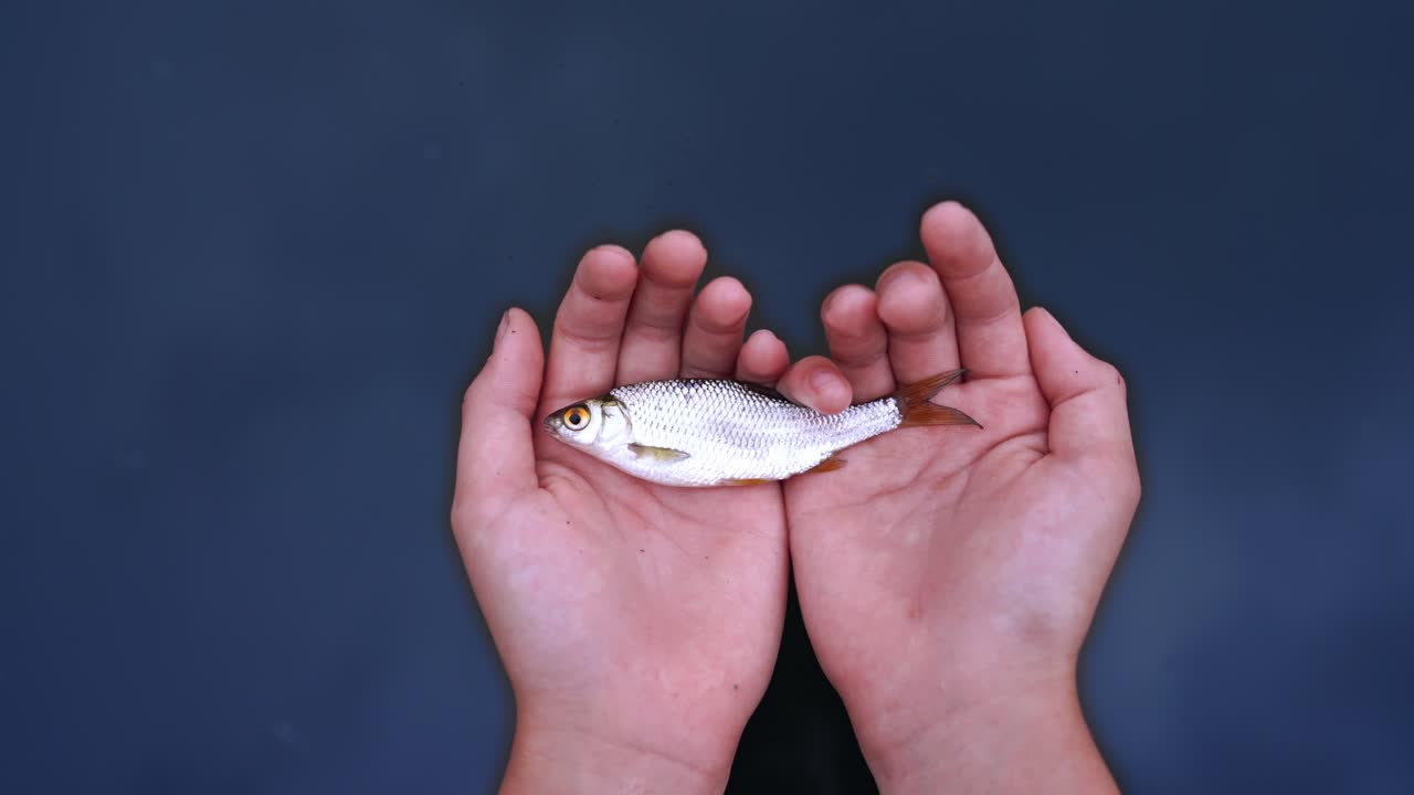 River fish lying on palms of male's hands on blue water background. Hands with a fish putting down into the water and fish begins moving in the river.