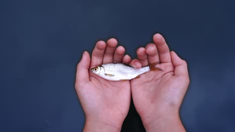 river fish lying on palms of male's hands on blue water background. hands with a fish putting down into the water and fish begins moving in the river.