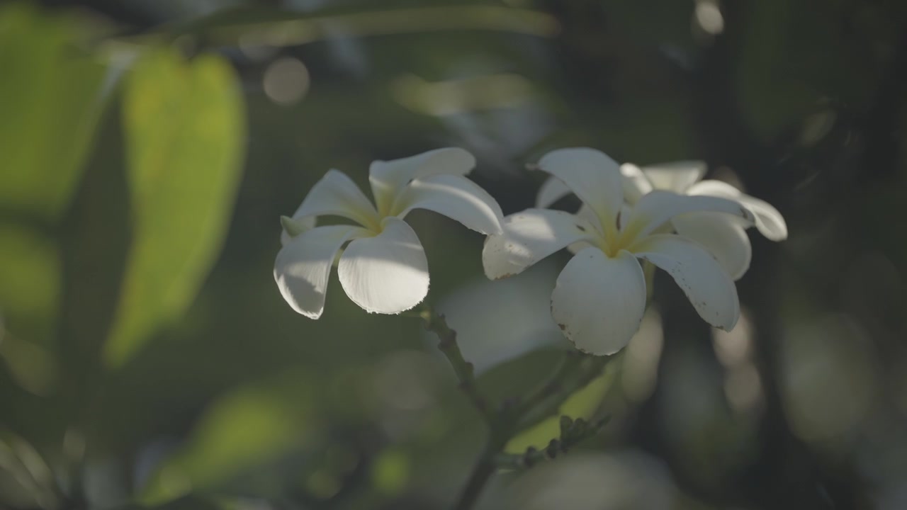 Una vista ravvicinata mostra delicati fiori bianchi di frangipane che sbocciano tra foglie verdi a Brisbane