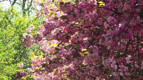joyful celebration of sakura blooms in central park, symbol of renewal