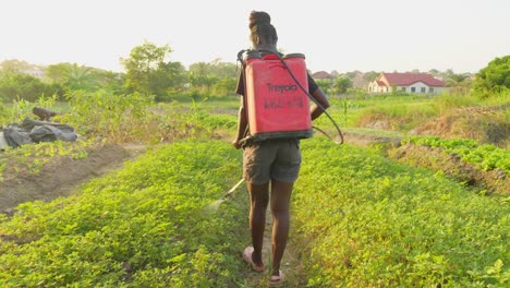 industrial chemical agriculture in africa black female farmer spray fumigation for weed control toxic pesticides and insecticides on plantations