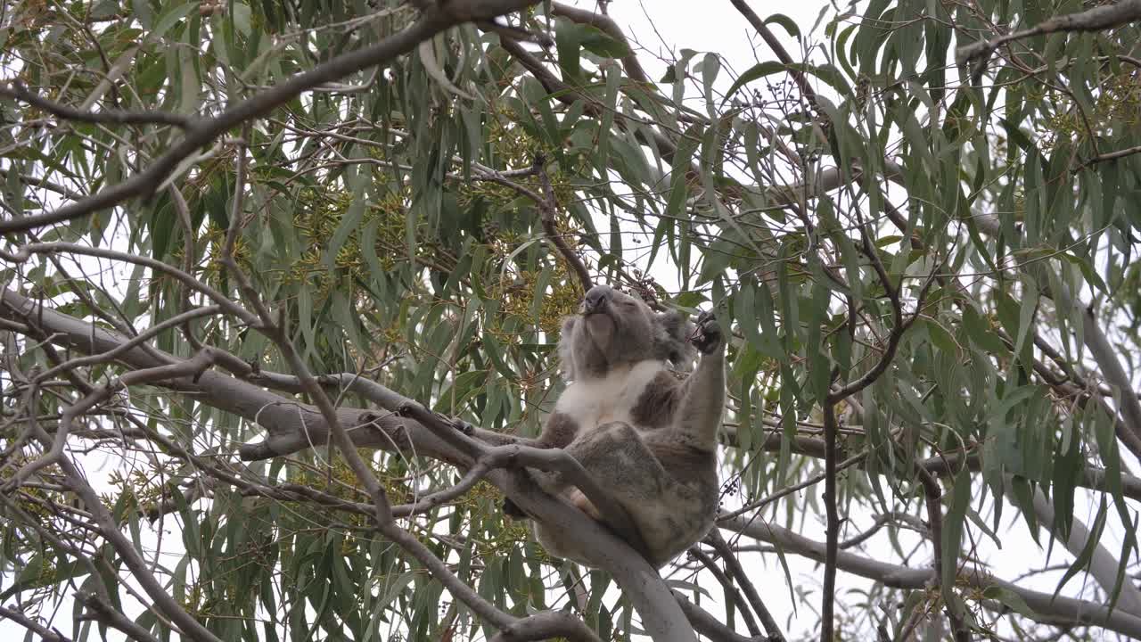 A Koala perched precariously on a branch of an Australian native Eucalyptus tree eats the new growth leaves. Natural wildlife animal behaviour