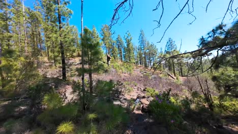 lush canary pine forest in tenerife captures serene natural beauty