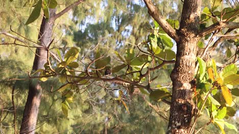 time-lapse of a tree through seasonal transformation