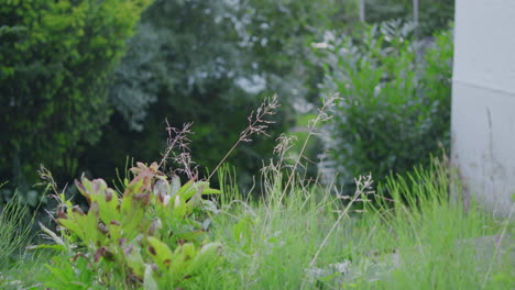 Mittlere-Aufnahme-Von-Hohem-Gras,-Das-In-Einem-Deutschen-Garten-Wächst,-Verschwommener-Hintergrund