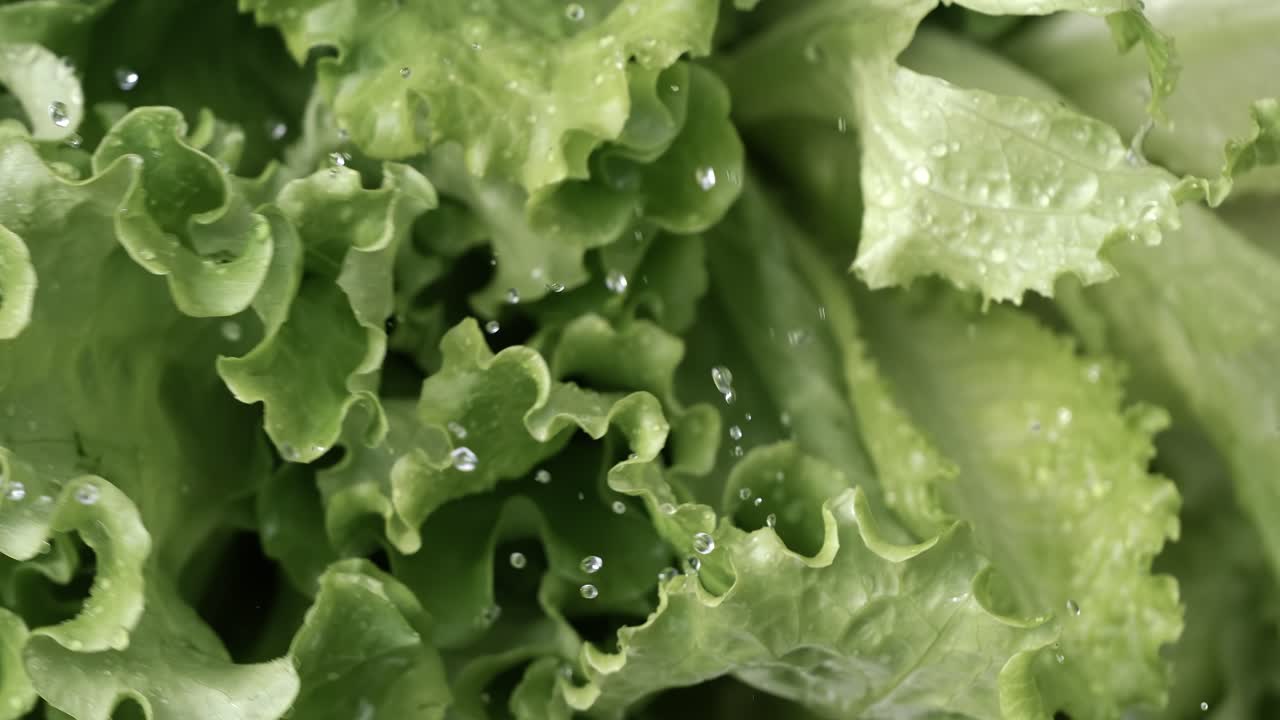 Fresh lettuce in drops of water. Shot on super slow motion camera 1000 fps