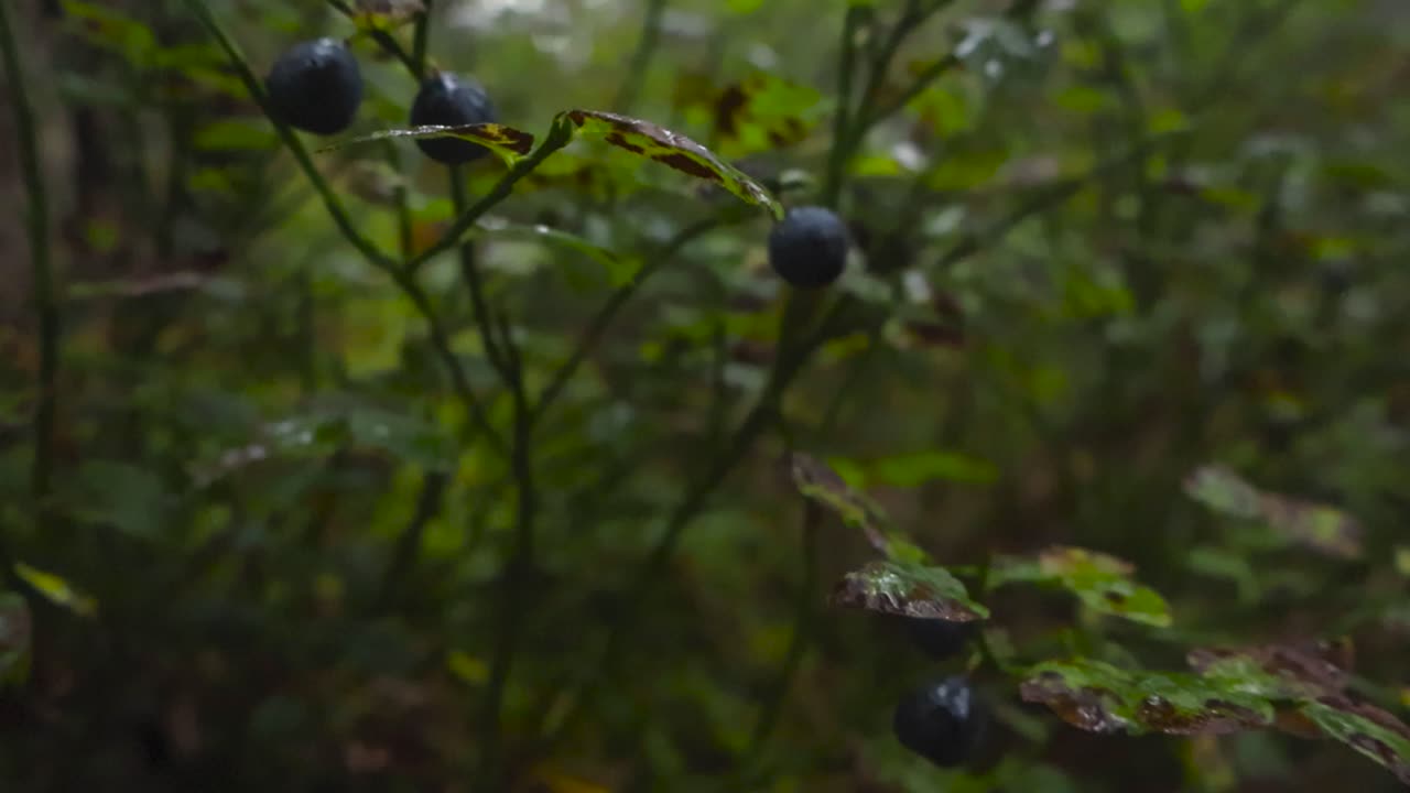 Close up view of blue and ripe dark blueberries and berries hanging from a wet plant in a forest with bokeh blurry background and shallow depth of field during autumn rainy day. spotted leaves
