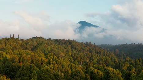 gorgeous golden aerial drone view flying over dense green forest at sunset, sunrise