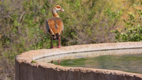 egyptian goose resting on concrete waterholes in kruger national park, south africa