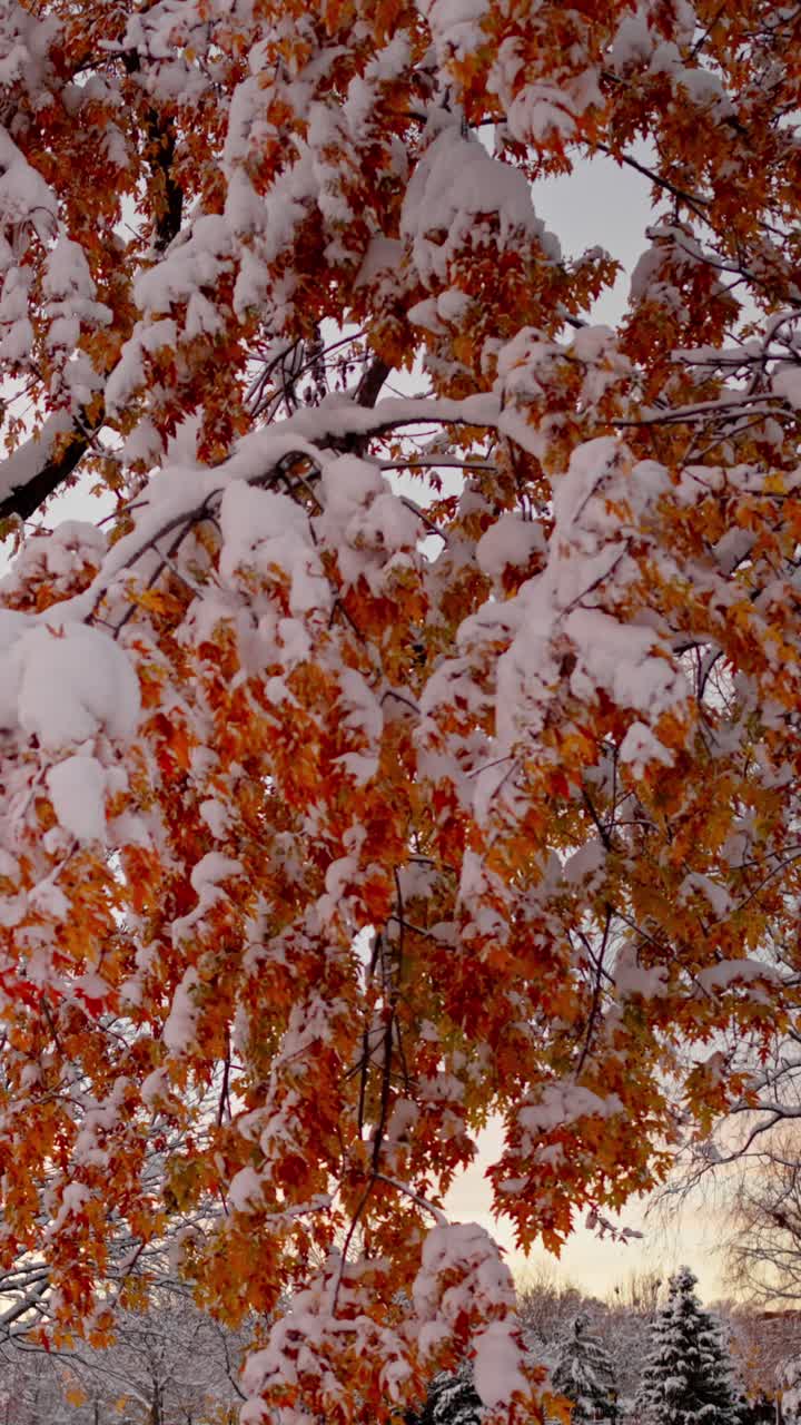 Vertical 4K dolly right shot of orange autumn leaves covered in fresh snow, gently moving in the wind, showing a vivid seasonal transition and striking color contrast