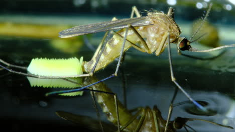 a close-up of a mosquito laying eggs