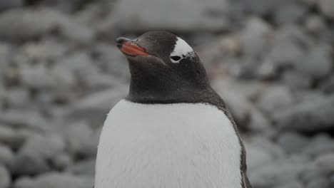 close up shot of a penguin head with eyes closed, possibly sleeping