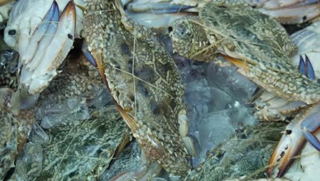 cangrejos azules crudos en hielo listos para cocinar