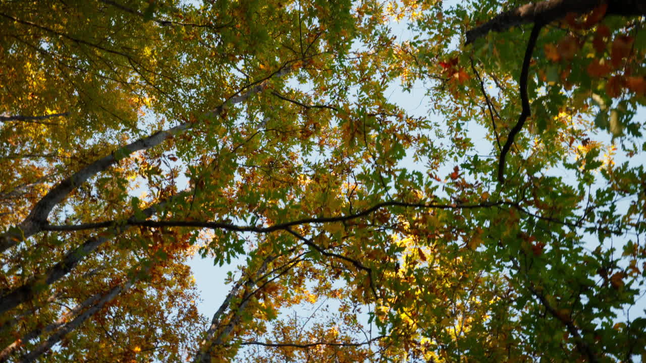 Sunlight through autumn leaves on trees in a tranquil forest setting