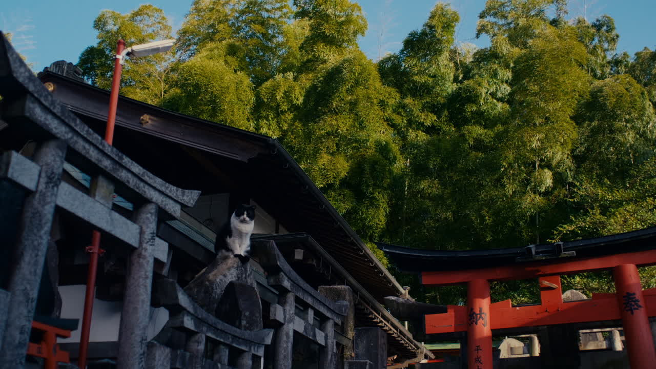 Kyoto temple view with iconic torii gates and calm cat resting