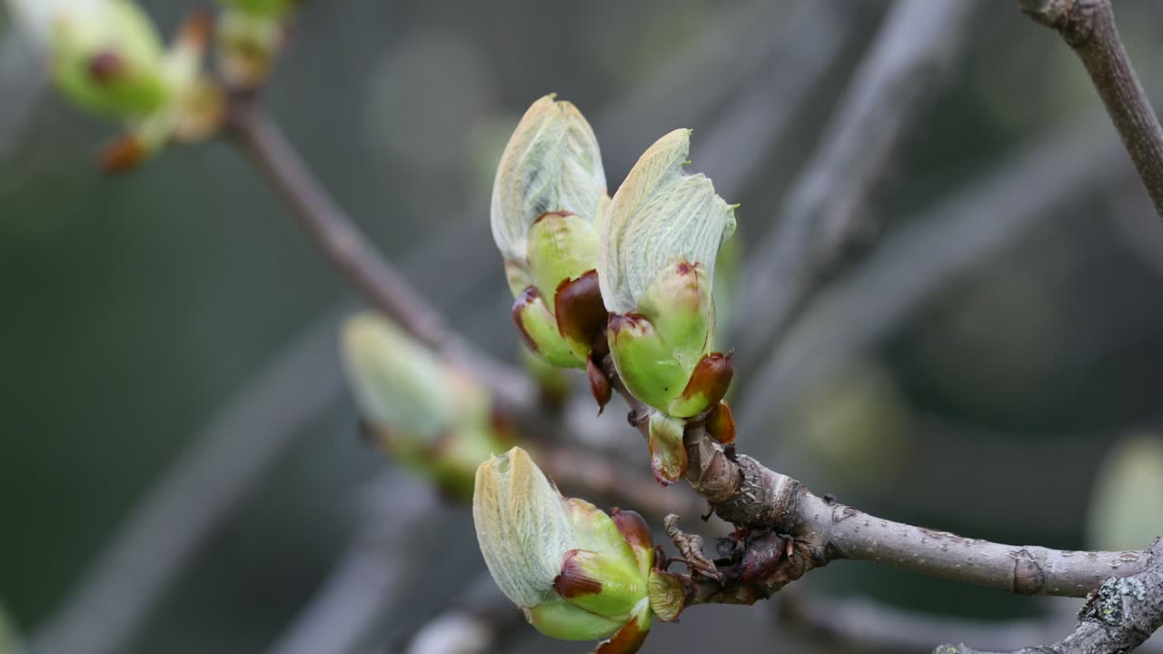 European Horse Chestnut Conker Tree Blooming in Spring. Public Park. Close Up Branch