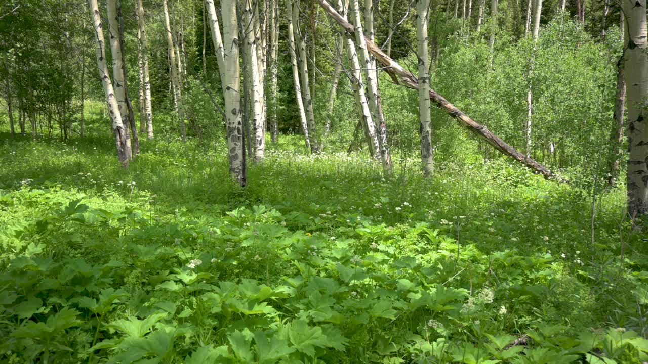 여름 에 숲 에 있는 아스펜 나무 들 의 클로즈업, 팬