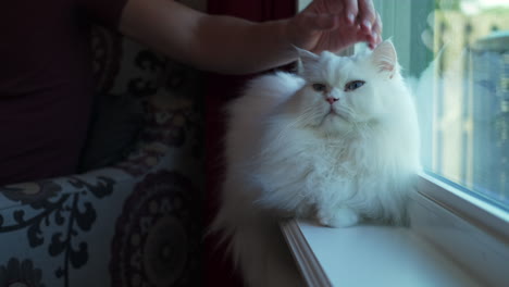 gato persa blanco esponjoso se sienta en la ventana