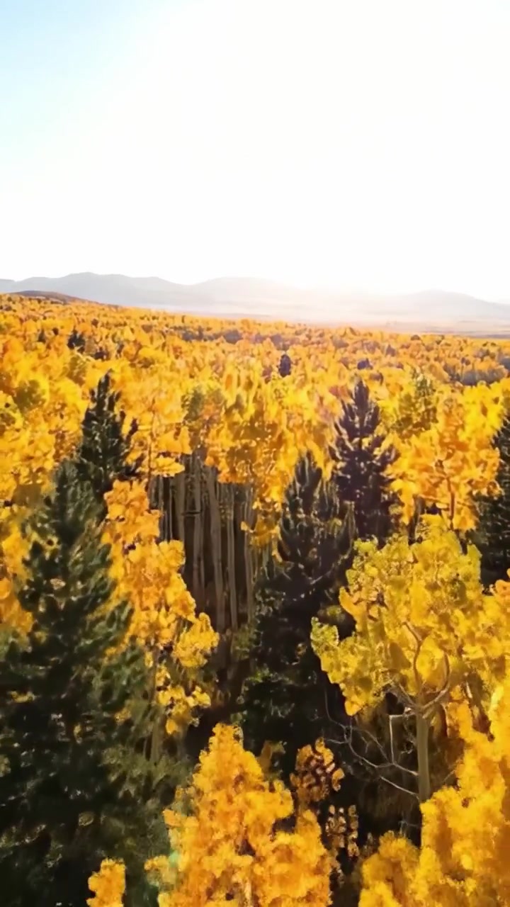 Un tramonto vibrante che proietta un bagliore dorato su una vasta foresta di alberi autunnali, mostrando lo splendore colorato della natura in perfetta armonia.