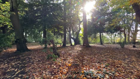 woodland scene with autumn foliage, tree trunks, leaves on the ground and sunlight shining through the woodland, forest