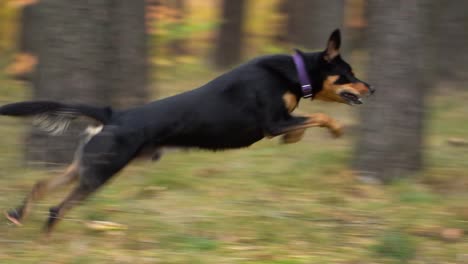 black and tan dog starts from a stand and runs between trees through autumn forest