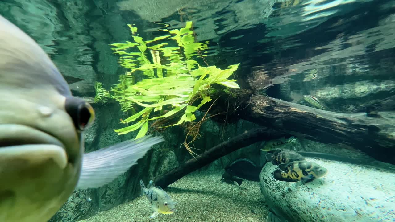 타이거 오스카, 만다이 동물원의 민물 수족관에서 자유롭게 수영하는 아스트로노투스 오셀라투스의 극단적인 클로즈업 프로필 사진