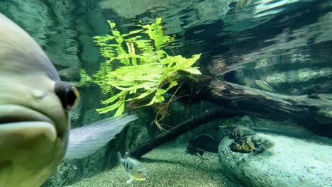 extreme close up profile shot of a tiger oscar, astronotus ocellatus swimming freely under freshwater aquarium at singapore river safari, mandai zoo