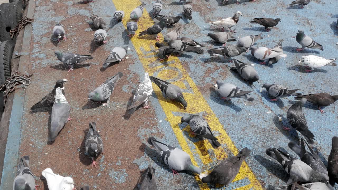 배고픈 새. 비둘기는 빵을 먹는다. 야생 조류