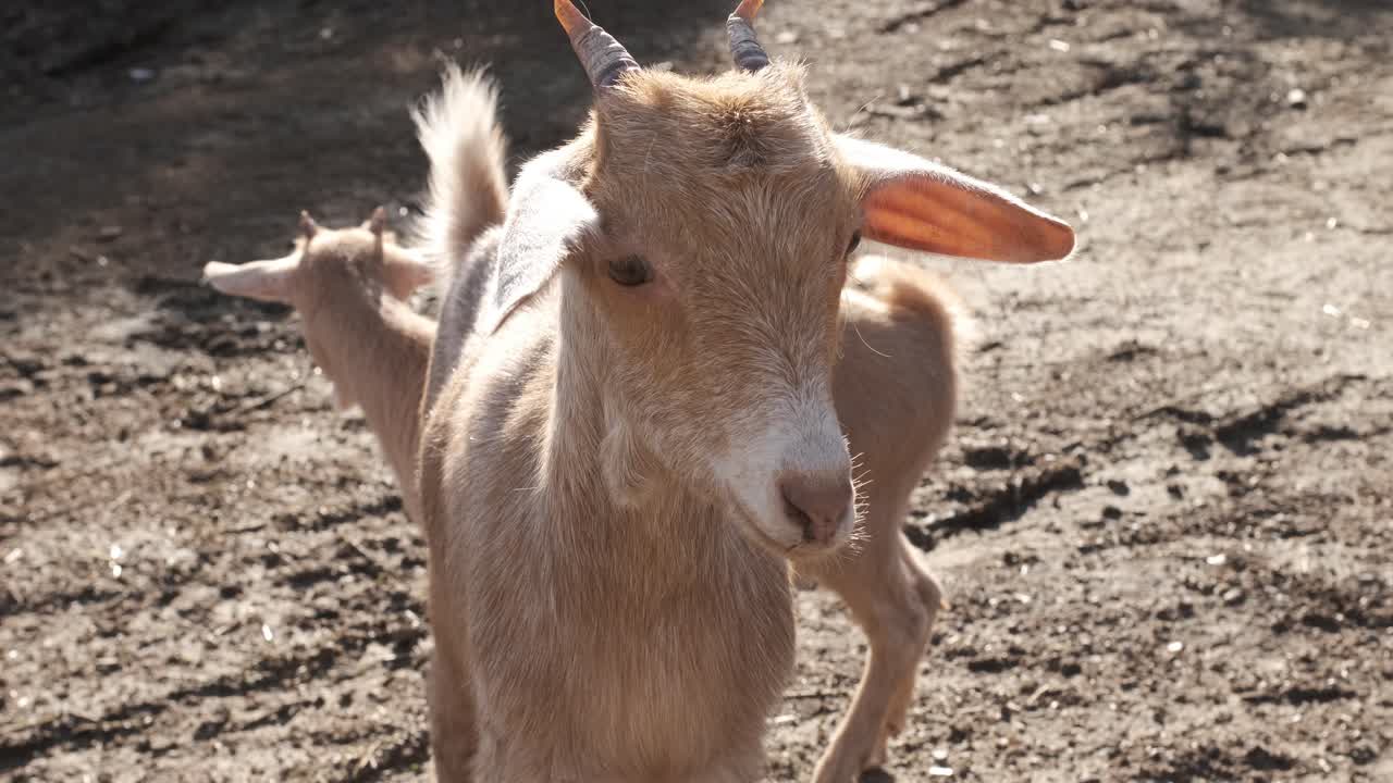 Playful young goat strolling across a sunny farmyard