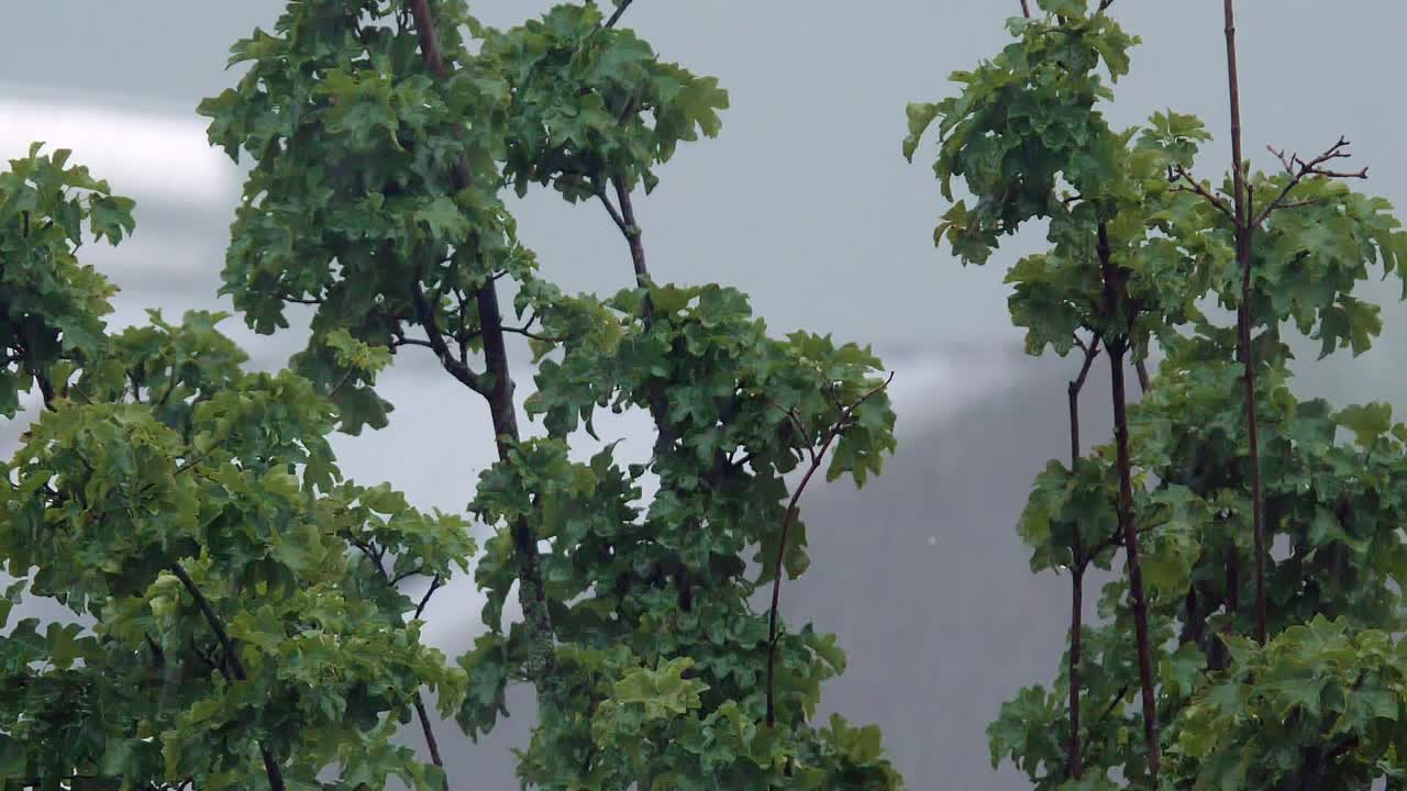 Calm heavy rainfall in slow motion over trees moving with wind, blurred background