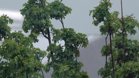 calm heavy rainfall in slow motion over trees moving with wind, blurred background