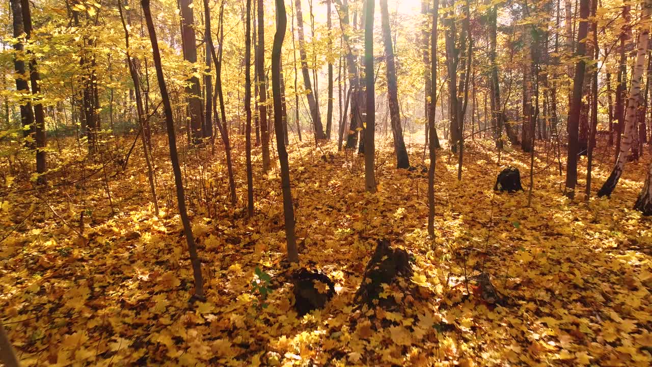 madera de bosque de otoño colorida