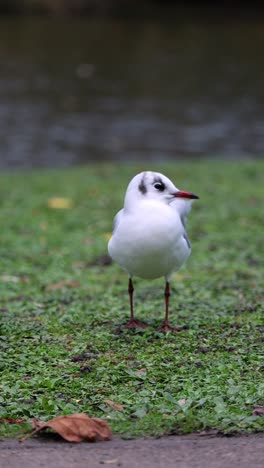 white seagull on green grass near water