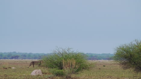 a young beautiful male lion with black mane walking in the open grassland of the kalahari desert in africa