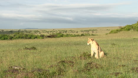 Lion-female-scanning-the-area-for-potential-prey-while-sitting,-Masai-Mara,-Kenya