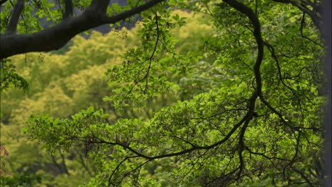 tracking 4k footage of vivid green tree foliage, catching the morning sunshine, nestled on the side of the queen's valley gardens, near windsor, berkshire, uk