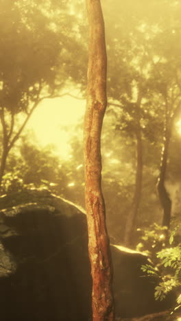 a tree in a misty forest