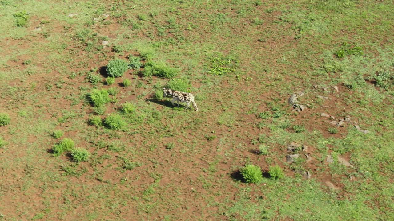 야생에서 다른 제브라에게 걸어가는 외로운 제브라
